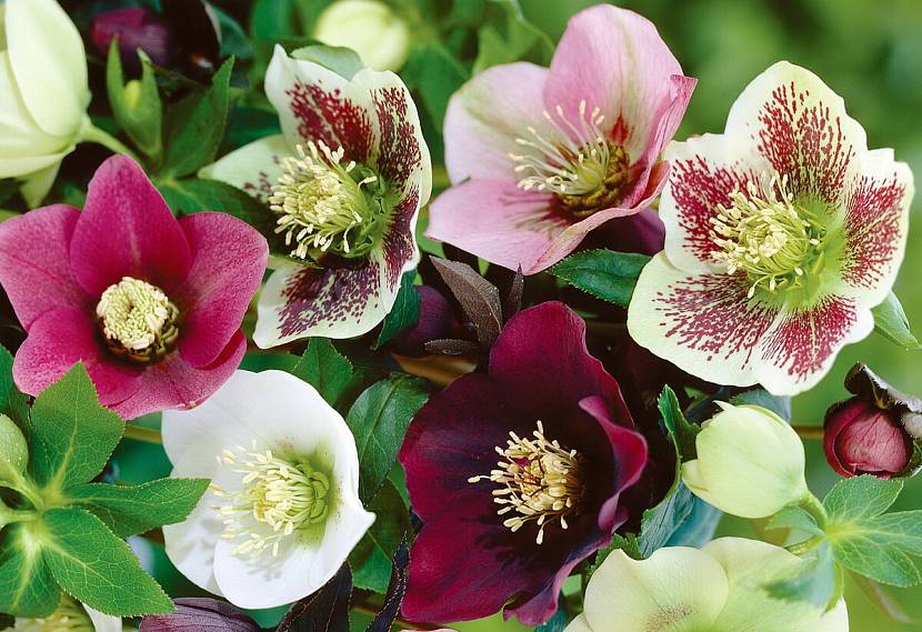 Hellebore w różnych kolorach