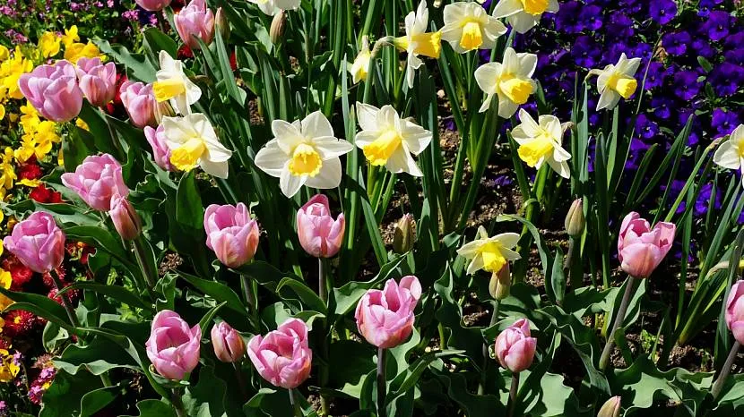 Kwietnik żonkili, tulipanów i bratków