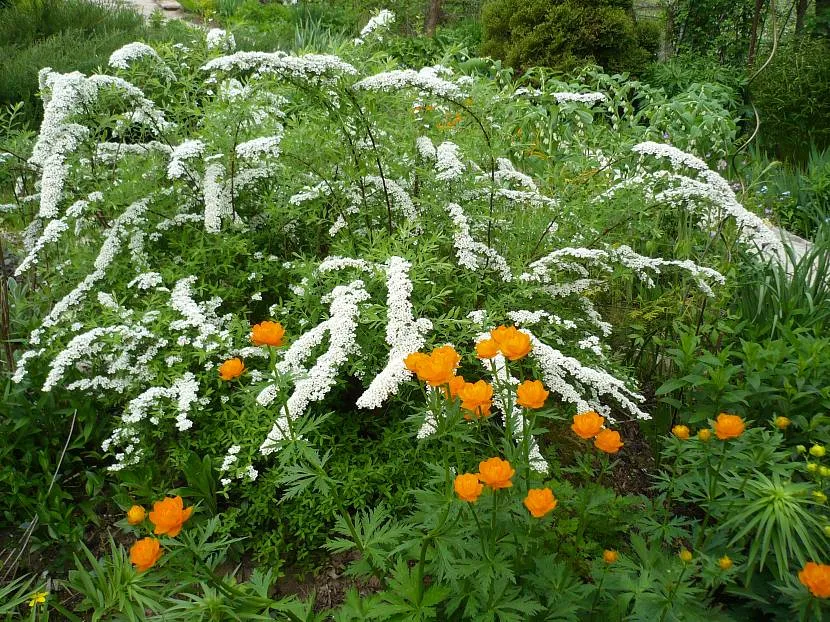 Spiraea łączy się z kostiumem kąpielowym