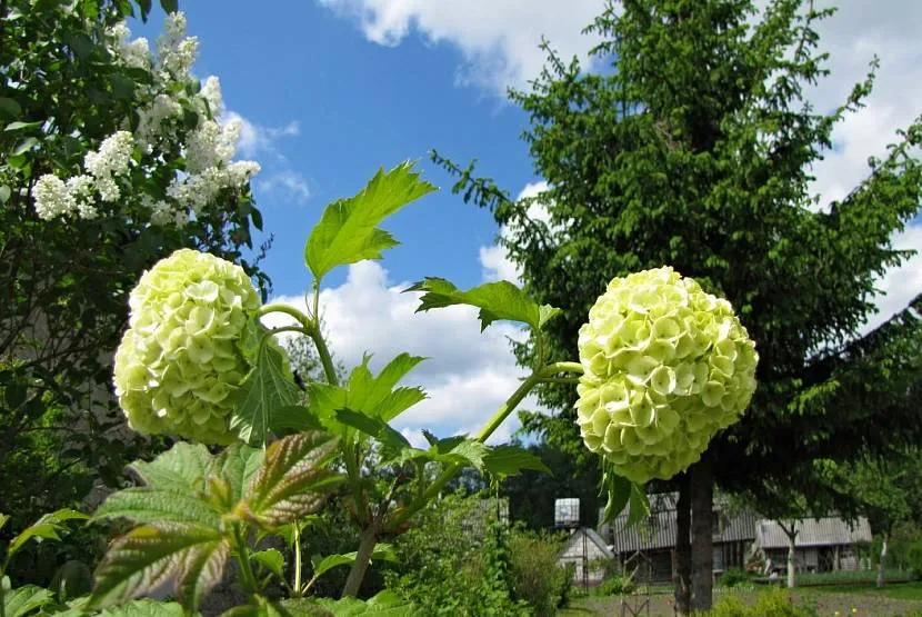 Kwiaty Buldenezh zielony odcień