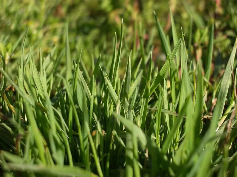 Trawa mielonka pospolita, cienka lub nitkowata (Agrostis capillaris)