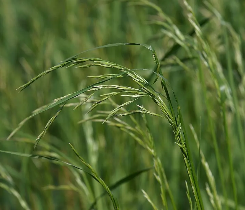 Zgięty pies lub aksamit (Agrostis canina)