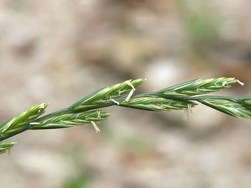 Życica trwała, wieloletnia lub angielska (Lolium perenne)