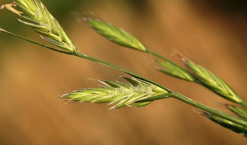 Райграс (плевел) багатоквітковий (Lolium multiflorum)