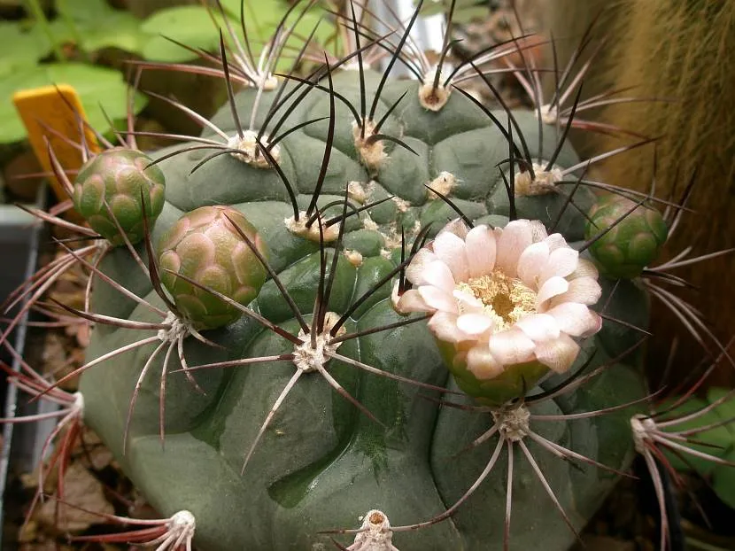 Kwitnące hymnocalycium