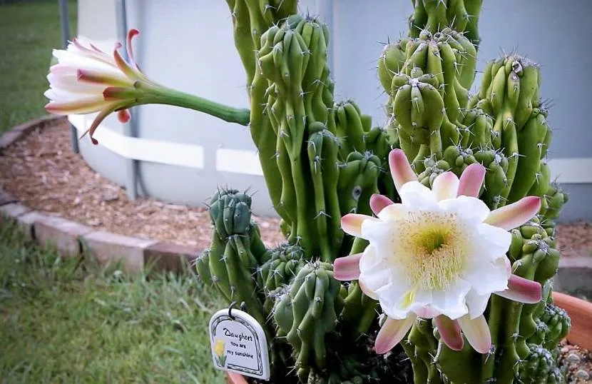 Cereus zadziwia pięknem