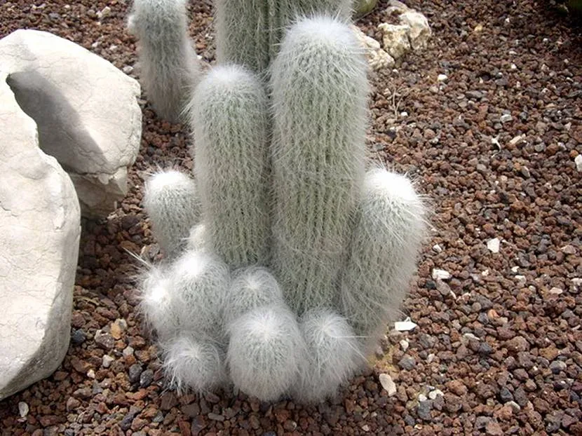 Cephalocereus w ogrodzie zimowym