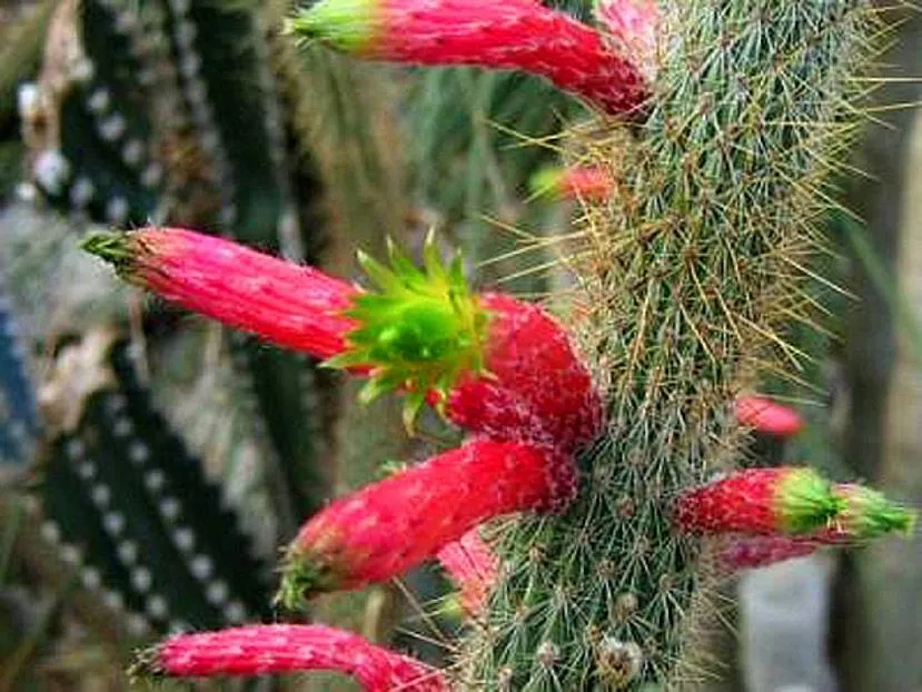 Kwitnący szmaragdowy cleistocactus