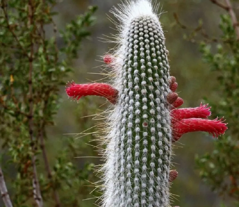 Kwitnienie Cleistocactus Strauss jest niesamowite