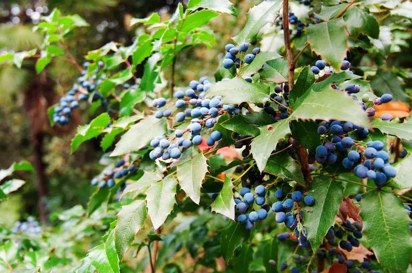 Berberys jest kulisty, jagody są nie tylko atrakcyjne, ale i jadalne