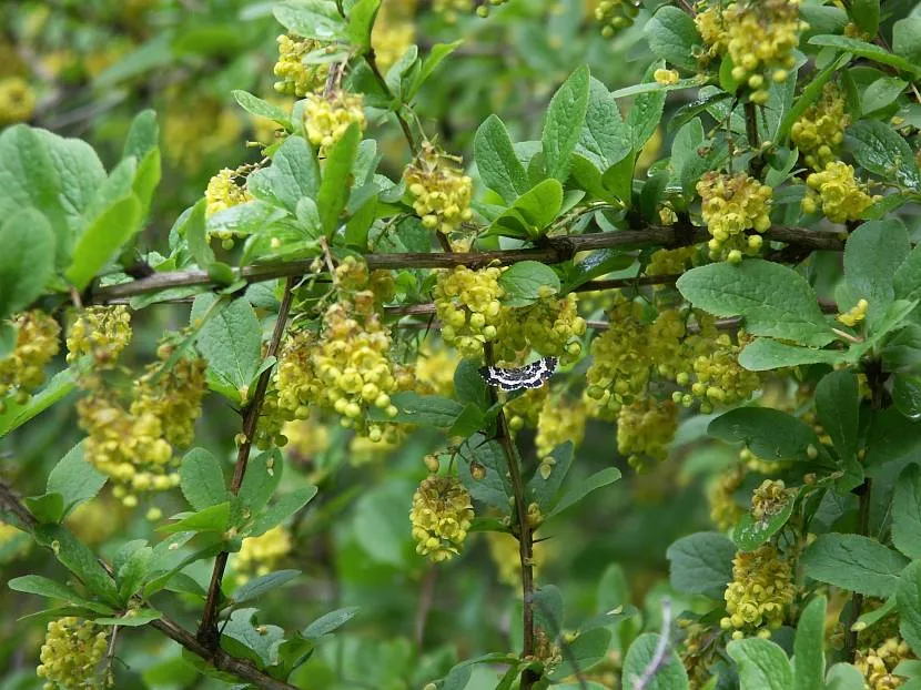 Berberys Amur Orfeusz