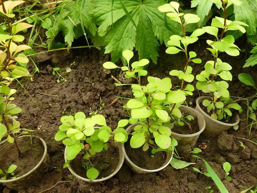 Ukorzenione sadzonki Thunberg Aurea