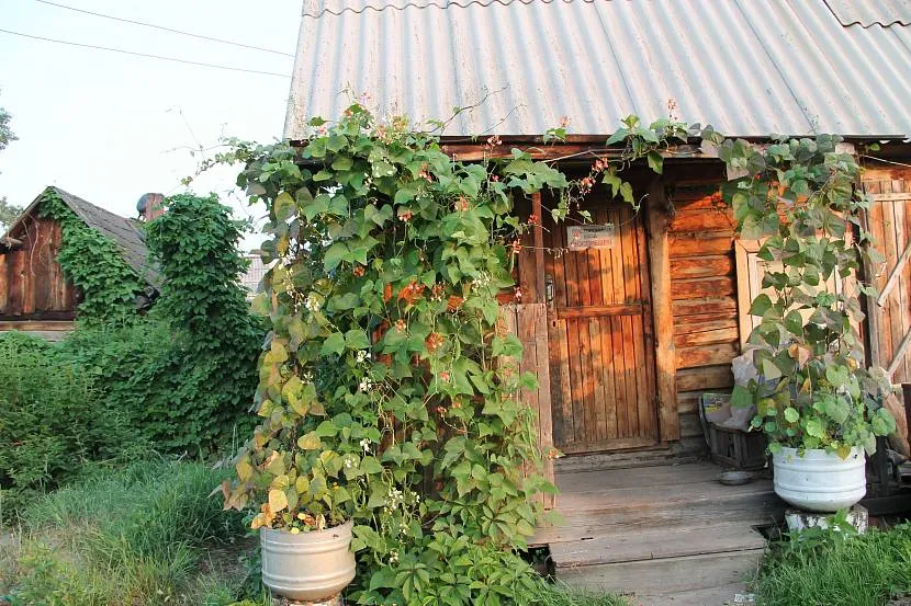 Непривабливий фасад господарського блоку прикритий зеленою ліаною