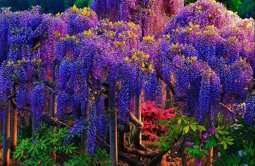 Wisteria jest rośliną wyłącznie ozdobną.