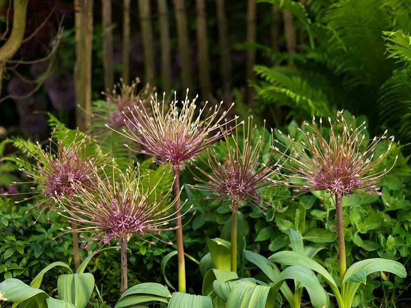 Allium „Schubert” jak fajerwerki