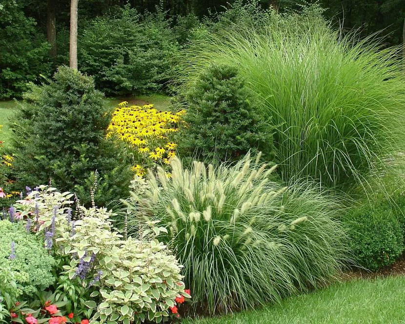 Декоративна трава в горщику для прикраси саду