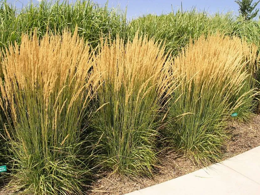 Декоративна злакова трава з жовтими суцвіттями