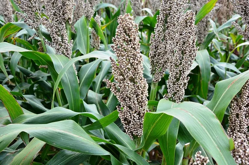 Ozdobne sorgo z liśćmi jak kukurydza