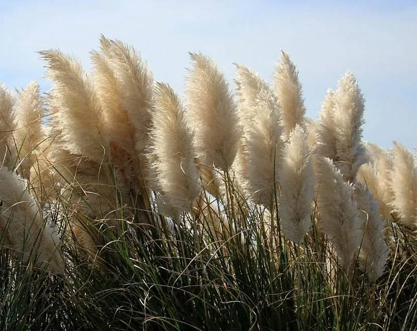 Pampas Grass lub Cortaderia do ogrodu przydomowego