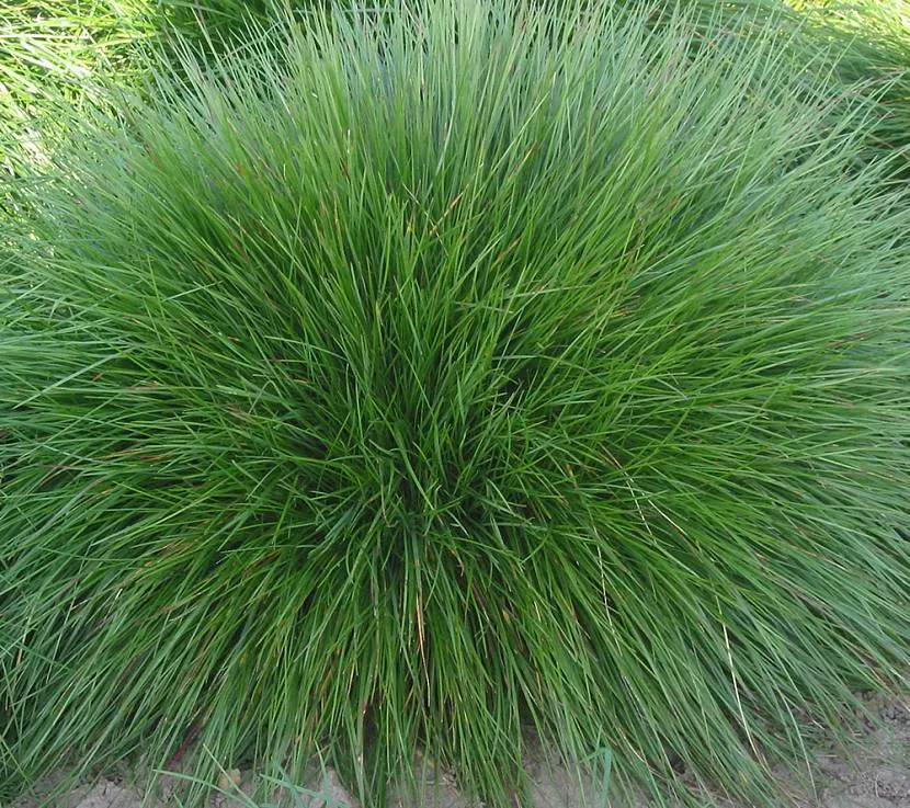 Декоративна трава з насіння потребує прополювання ґрунту від бур'янів