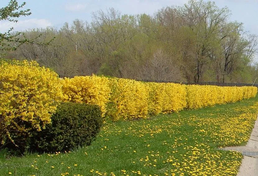 Для форзиції підходять сонячні, незатінені ділянки