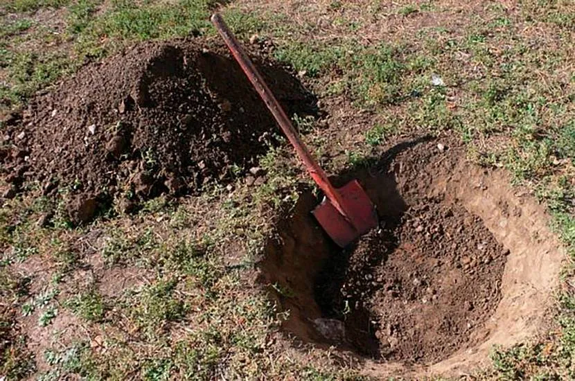 Sadzenie forsycji nie wymaga głębokiego dołka