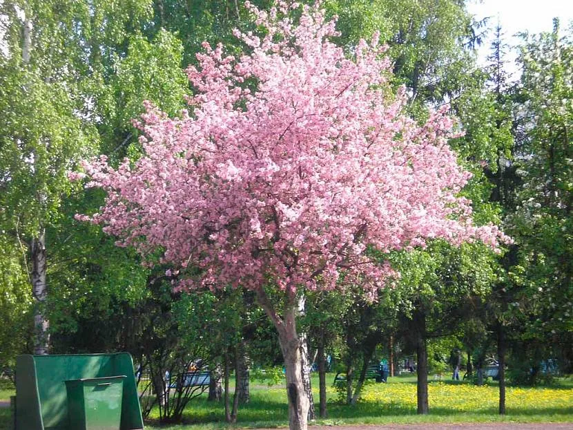 Рожеве цвітіння яблуні Маковецького