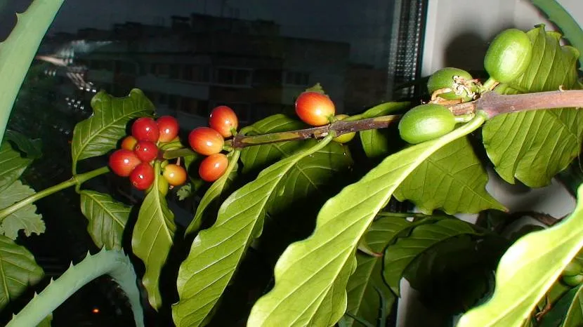 Червоні ягідки на тлі смарагдово-зеленого листя