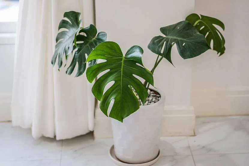 Monstera w białej wannie