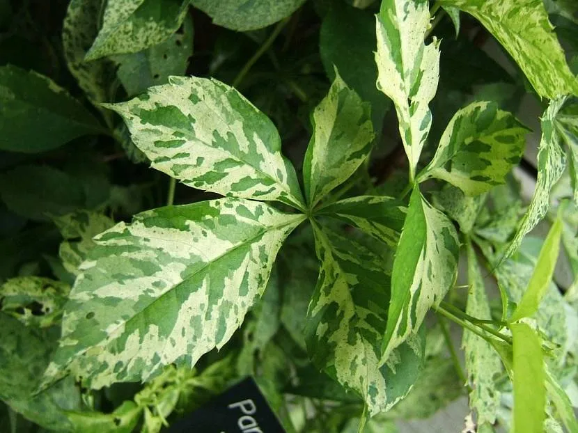 Сорт Variegata