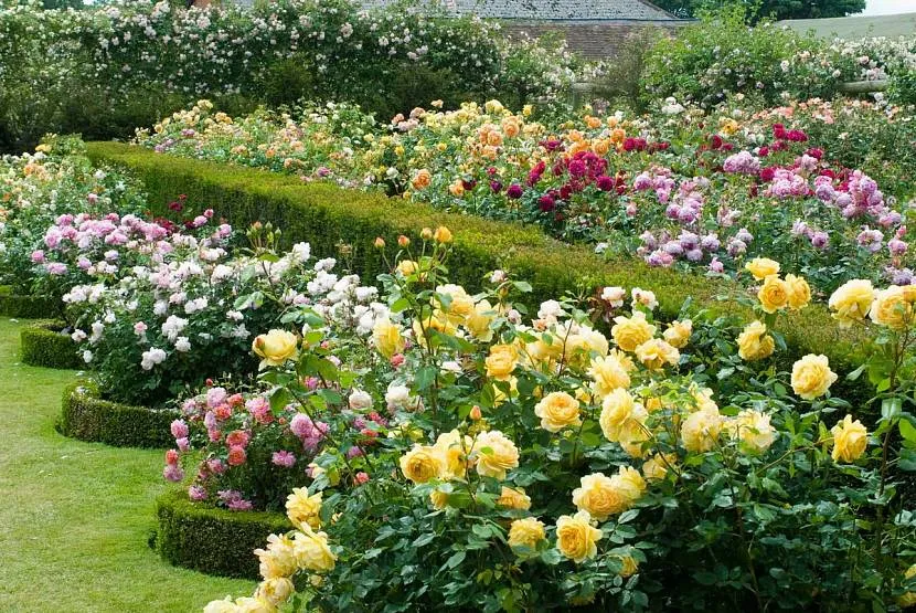 Троянди – основа англійського саду