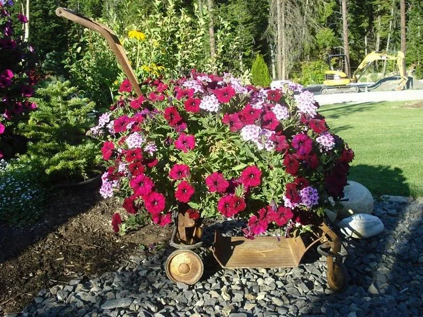 Wózek z kwiatami przy klombie
