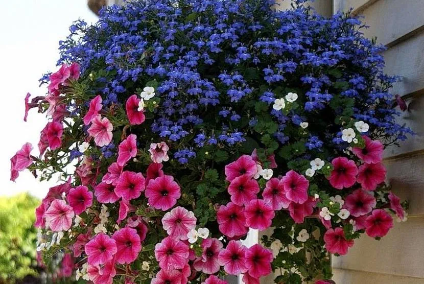 Petunia i lobelia w doniczce