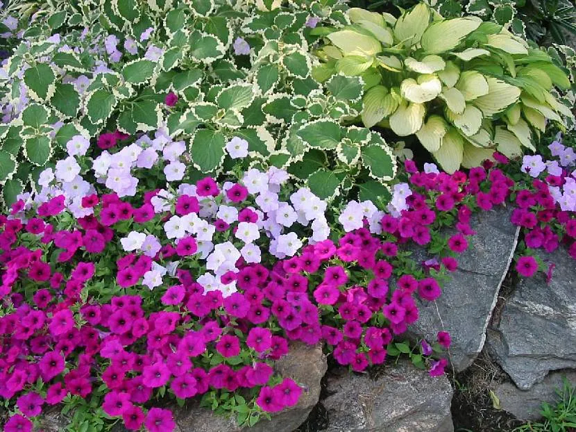 Petunia i hosta w klombie