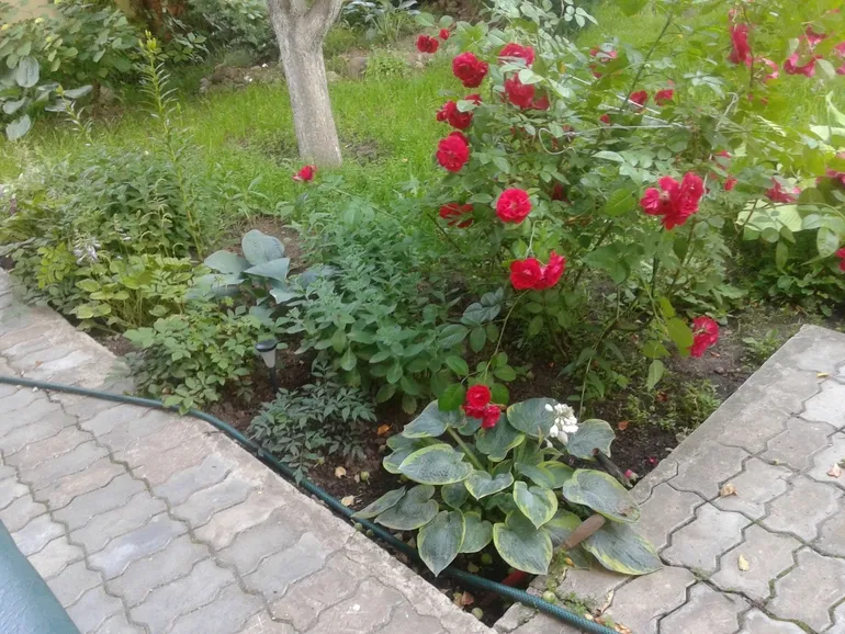 Сусідство з трояндою