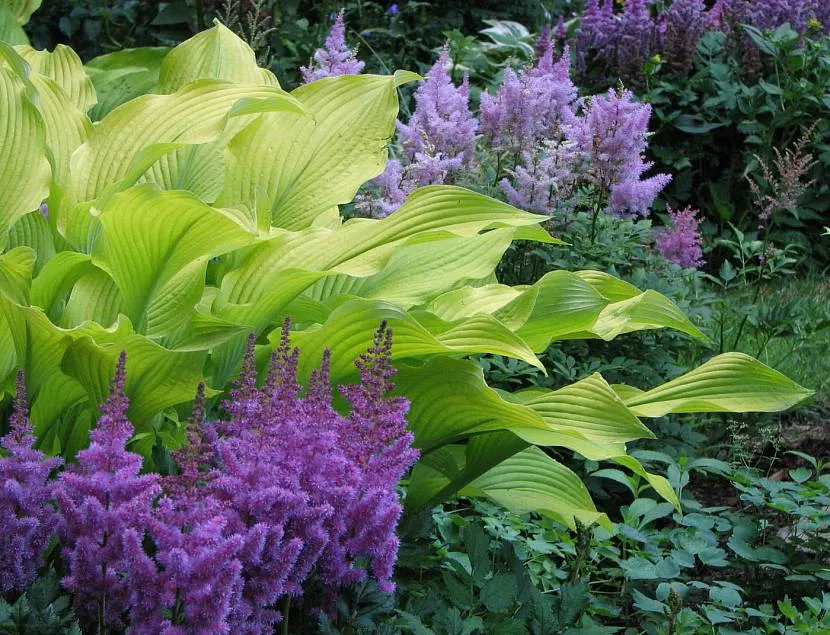 Зелений фон для яскравих квітучих рослин