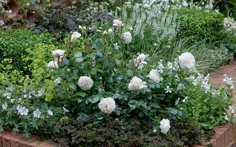 Білі троянди в міксбордерах