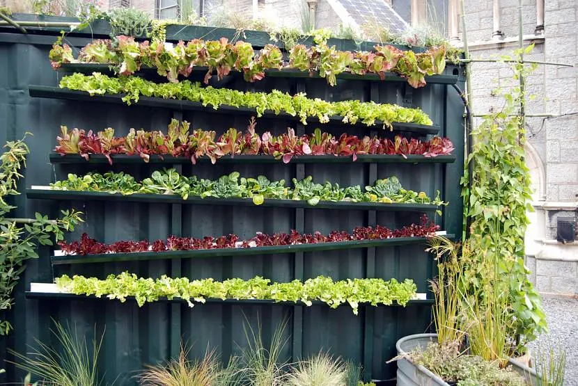 Ogrodzenie jako platforma do uprawy zieleni