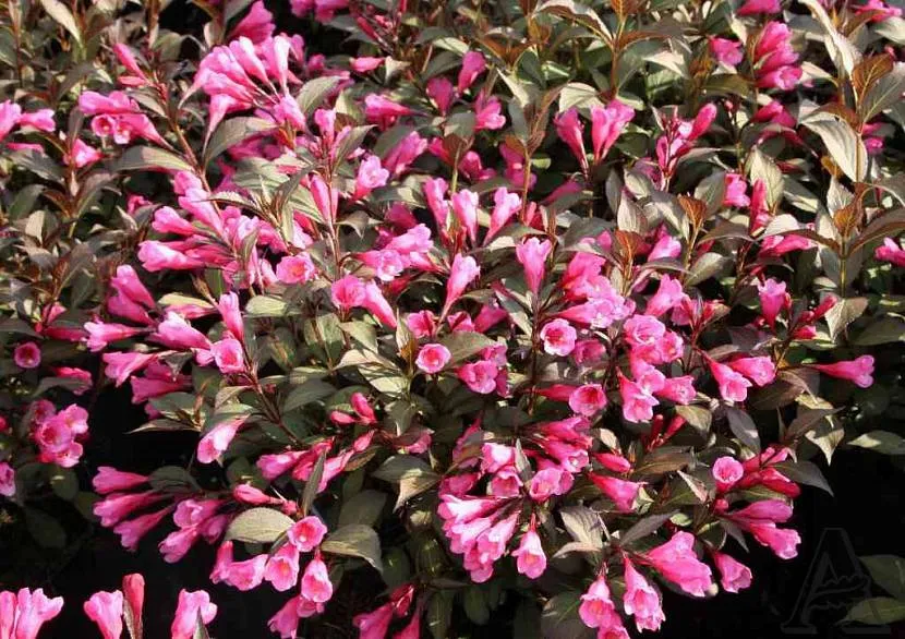 Weigela Aleksandra