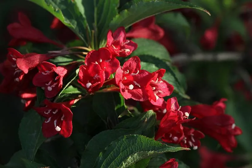 Weigela Bristol Rubin