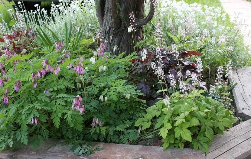 Dicentra w mixborder