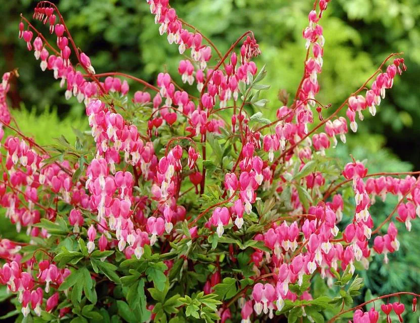 Splendid dicentra bush - piękna solistka