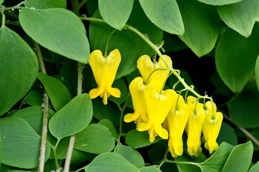 Wspinaczka Dicentra - pełzająca liana