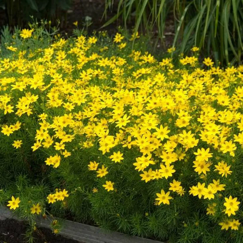Żółte kwiaty do ogrodu i klombów