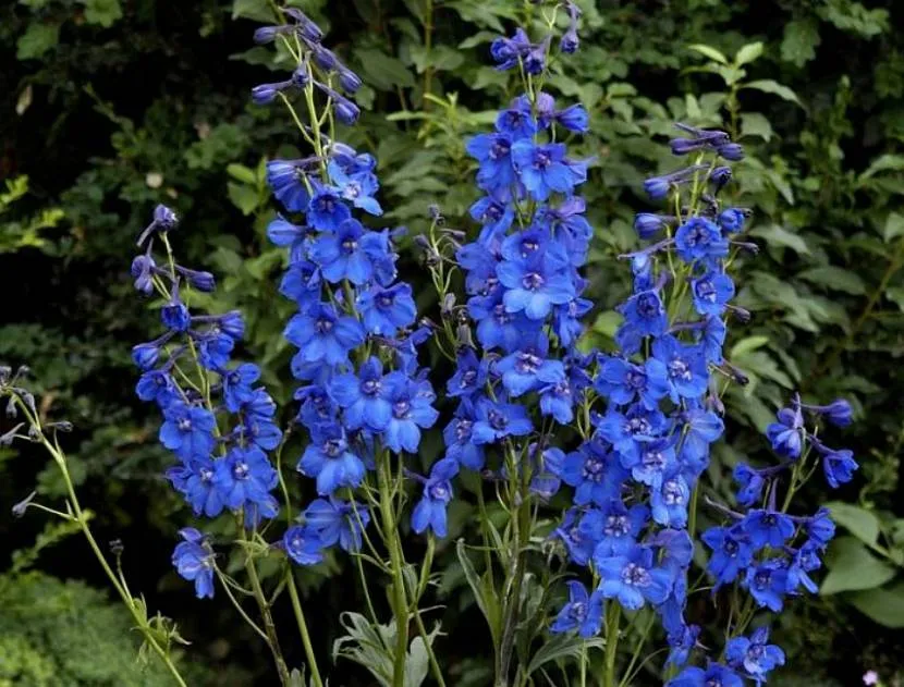 Jasnoniebieski delphinium