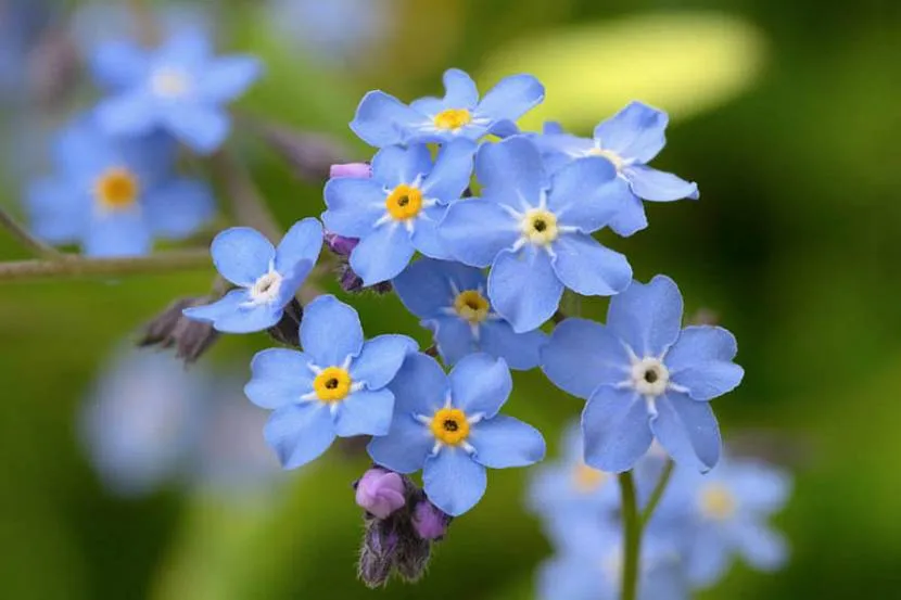 niebieskie kwiaty niezapominajek