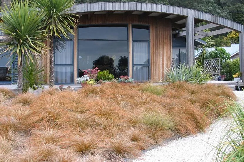 Odmiana Carex albula - alternatywa dla trawy