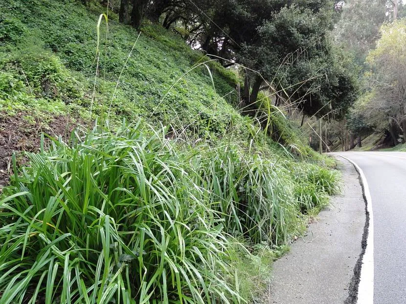 Carex penduia