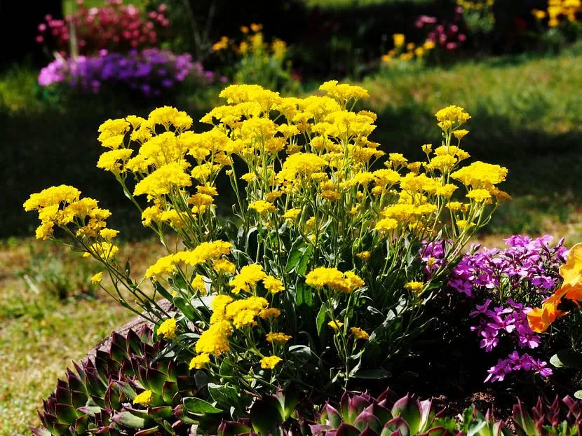 Skalista Alyssum dla jasnej dekoracji alpejskiego wzgórza