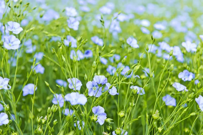 Ніжні блакитні квіти